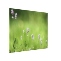 Lavender & Green Photography Art Gallery Wrap Canvas
