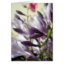 Lavender Hosta blooms Greeting Card