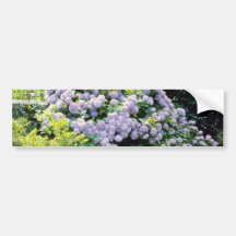 Lavender Hydrangea Macrophylla (blue) flowers Bumper Stickers