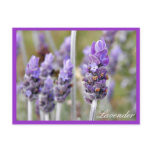 Lavender in bloom postcard