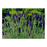 Lavender in Dublin, Ireland cards