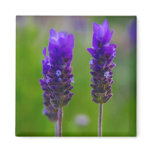 lavender magnet