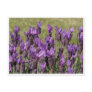 Lavender Meadow Flowers