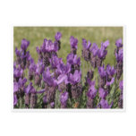Lavender Meadow Flowers postcards