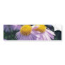 Lavender Napsbury Aster, (Aster Tongolensis) flowe Bumper Sticker
