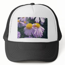 Lavender Napsbury Aster, (Aster Tongolensis) flowe Hats