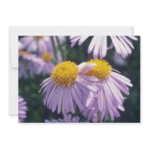 Lavender Napsbury Aster, (Aster Tongolensis) flowe Announcements