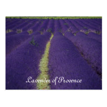 Lavender of Provence Post Cards
