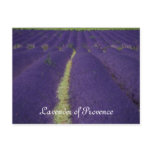 Lavender of Provence Post Cards