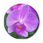 Lavender Phalaenopsis Orchid magnets