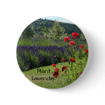 Lavender & Poppies