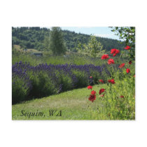 Lavender & Poppies