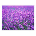 Lavender Post Cards