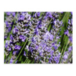 Lavender Post Cards