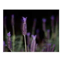 lavender post cards