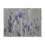 Lavender Post Card