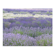 Lavender Postcard