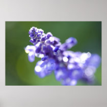 Lavender Posters