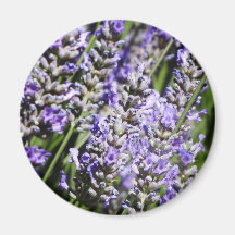 Lavender Refrigerator Magnets