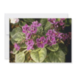 Lavender Saintpaulia 'Purple Choice' (African Viol Custom Invitation