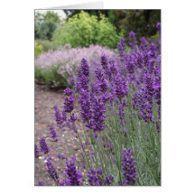 Lavender Summer Card