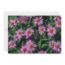 Lavender White Yellow Centre Aster, (Aster Sibiric Personalized Announcement