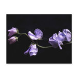 lavenders post card