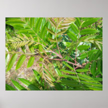Lawano Poster