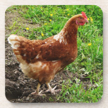 Layer Hen Photo Beverage Coaster