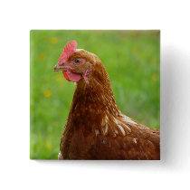 Laying Hen Rhode Island Red Chicken