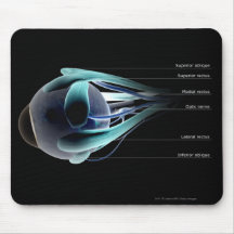 Layout of all the muscles in the human eye mousepad