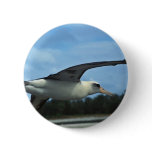 Laysan albatross flying pins
