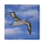 Laysan albatross flying in air magnet