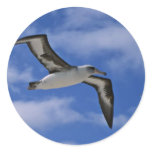Laysan albatross flying in air stickers