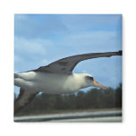 Laysan albatross flying magnets