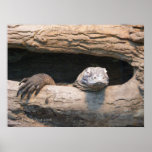 Lazing Komodo Poster