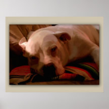 Lazy Bull Dog Print