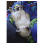 Lazy Cat Custom Flyer