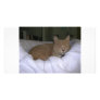 Lazy Cat Personalized Photo Card