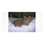 Lazy Cat photo cards