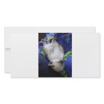 Lazy Cat photo cards