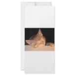 Lazy Cat Rack Card Template
