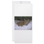 Lazy Cat Personalized Rack Card