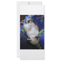 Lazy Cat Rack Card