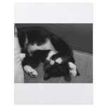 Lazy Kitten Custom Flyer