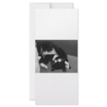 Lazy Kitten Custom Rack Cards