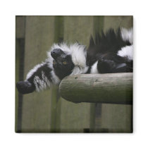 Lazy Lemur Magnet