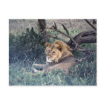 Lazy lion at noon post card