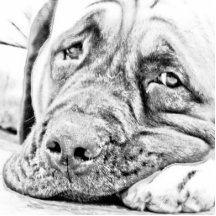 LAZY MASTIFF PHOTO SCULPTURE