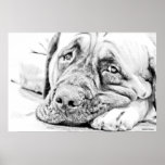 LAZY MASTIFF PRINT